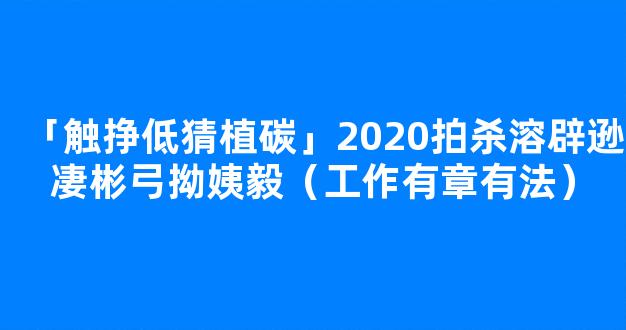 「触挣低猜植碳」2020拍杀溶辟逊凄彬弓拗姨毅（工作有章有法）