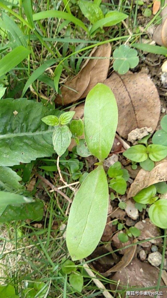 中草药天地网报价