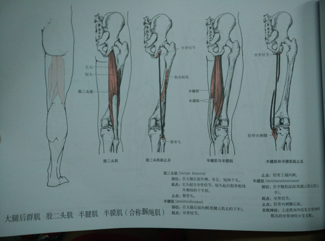 股二头肌疼痛走不了路,股二头肌疼痛走不了路，恢复之路与灵活性执行计划,诠释分析定义_专属版30.18.24