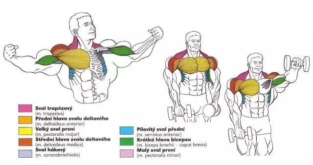 肱二头肌锻炼方法图解,肱二头肌锻炼方法图解与精细解析评估,实地评估解析数据_诏版61.82.12