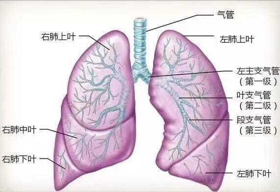 支气管哮喘典型的临床症状是,支气管哮喘的典型临床症状与深入执行数据方案在macOS 24.58.43中的探讨,战略方案优化_版权78.38.54