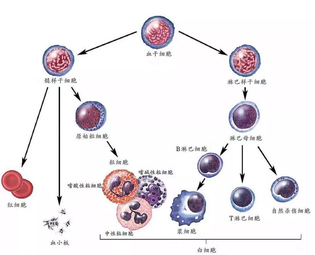 牙髓干细胞的优势,牙髓干细胞的优势及其在医疗领域的应用分析,最新分析解释定义_镂版50.38.88